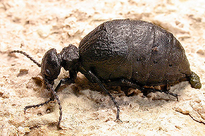 Che cos''?!? probabile Meloe (Meloegonius) cicatricosus